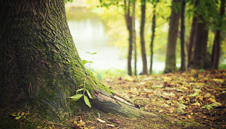 Mossy tree trunk with roots anchored in the soil against a forest background symbolizing stability and the Earth element