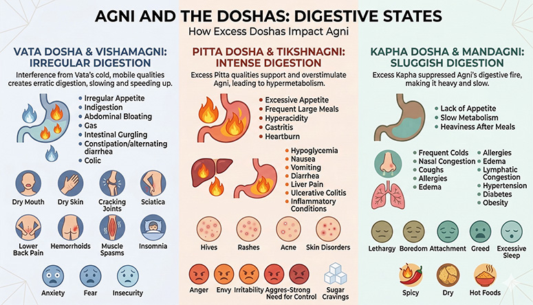 Comparative chart of Vata, Pitta, and Kapha dosha impact on the state of Agni digestive fire