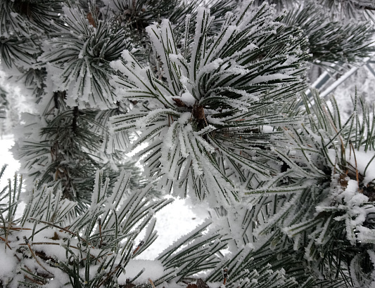 Ayurvedic Wisdom for the Winter Season