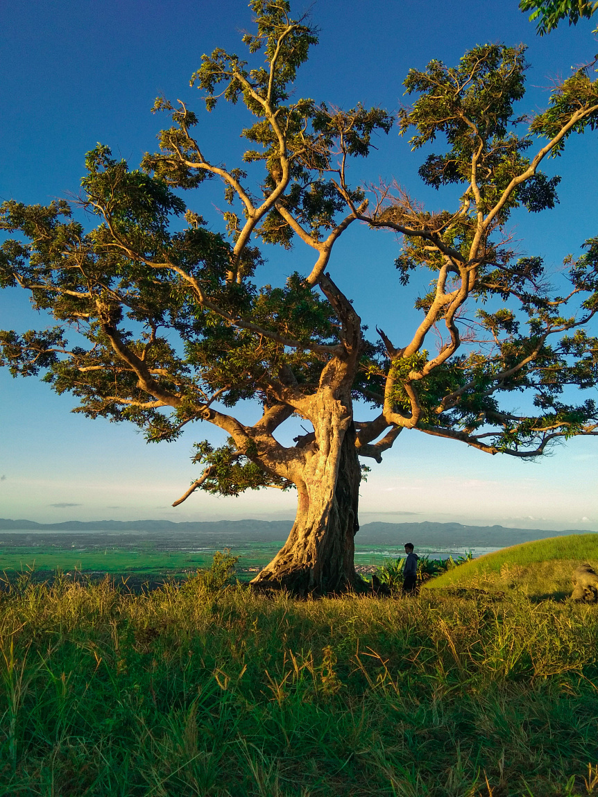 Mossy tree trunk with roots anchored in the soil against a forest background symbolizing stability and the Earth element