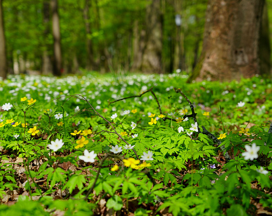 Ayurvedic Tips on the Spring Season