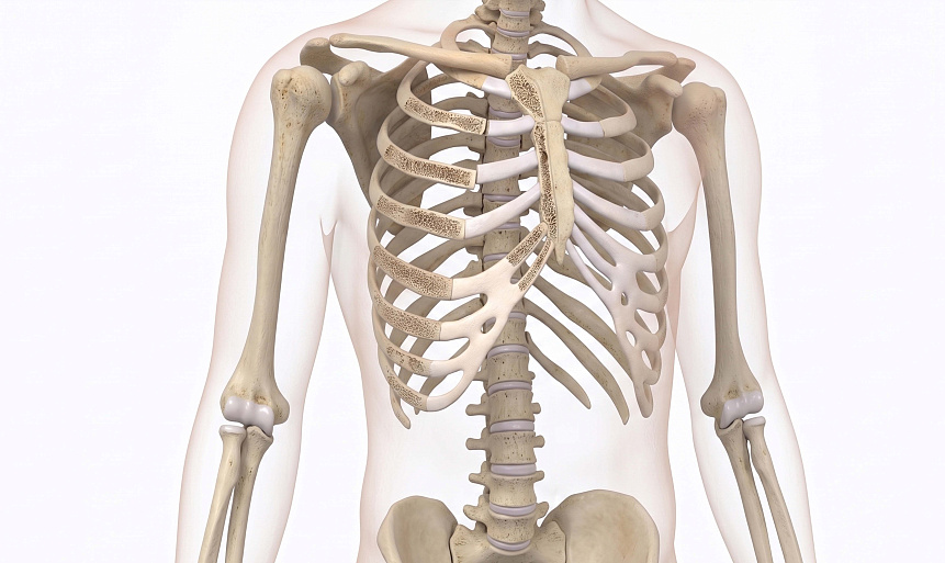 = 3D medical illustration of a human skeletal torso and ribcage representing the anatomical structure of asthi dhatu